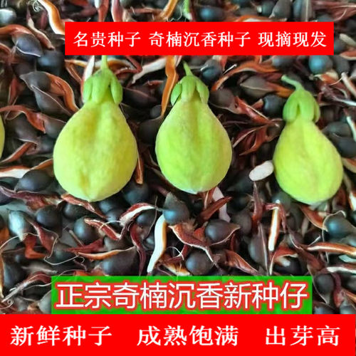 绿奇楠种子沉香种子出芽率高结香