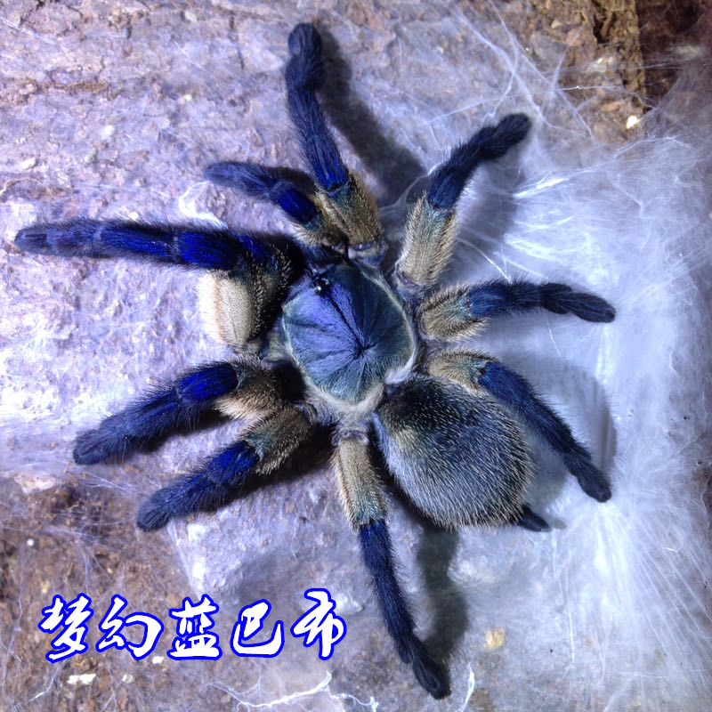 梦幻蓝巴布食鸟蛛活体宠物蜘蛛幼苗爬宠成体活物织网穴栖包邮包活