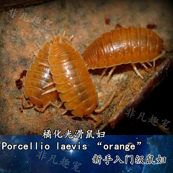 鼠妇宠物易养潮虫奶牛橘化斑马