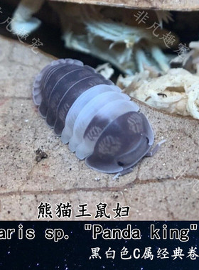 熊猫王鼠妇肉桂橘化缘潮虫白鲨斯洛文尼亚白侏儒大理石宠物卷甲虫