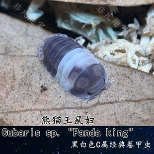 熊猫王鼠妇肉桂橘化缘潮虫白鲨斯洛文尼亚白侏儒大理石宠物卷甲虫