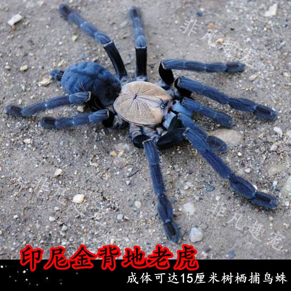 印尼金背地老虎泰国金属蓝斑马脚巴西火红敬钊缨毛蜘蛛懒人宠物