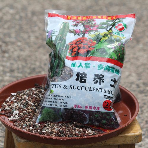仙人掌多肉植物营养土盆栽绿萝