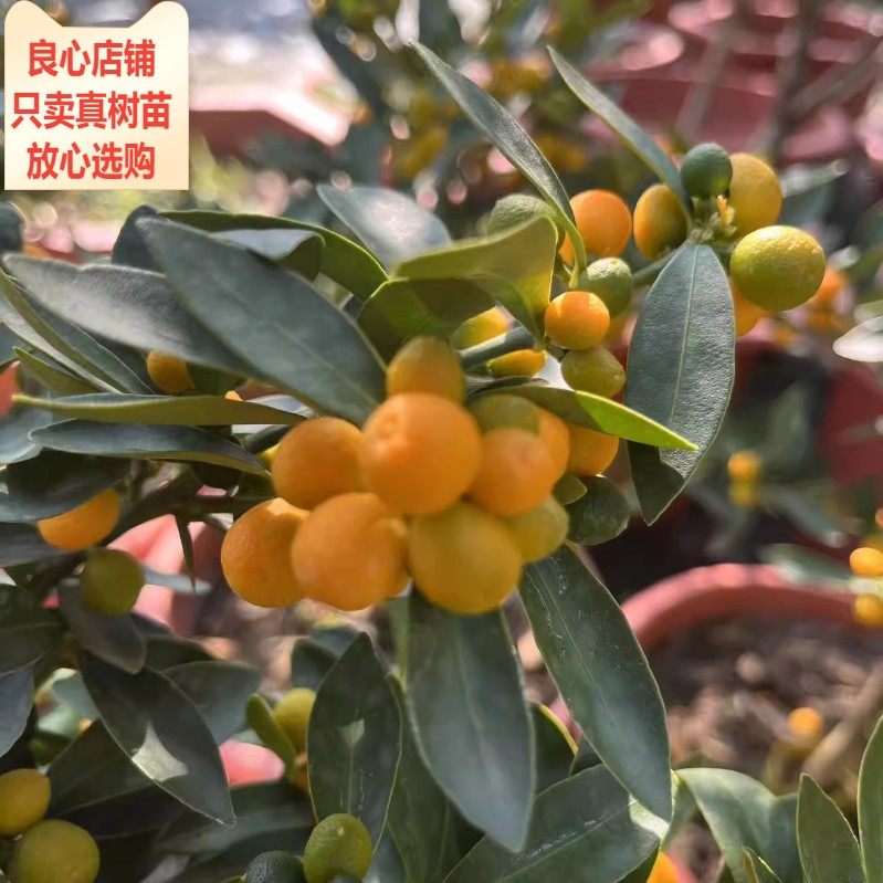 新品金豆苗金豆树苗金橘满树金黄金桔金钱果当年结果阳台庭院盆栽