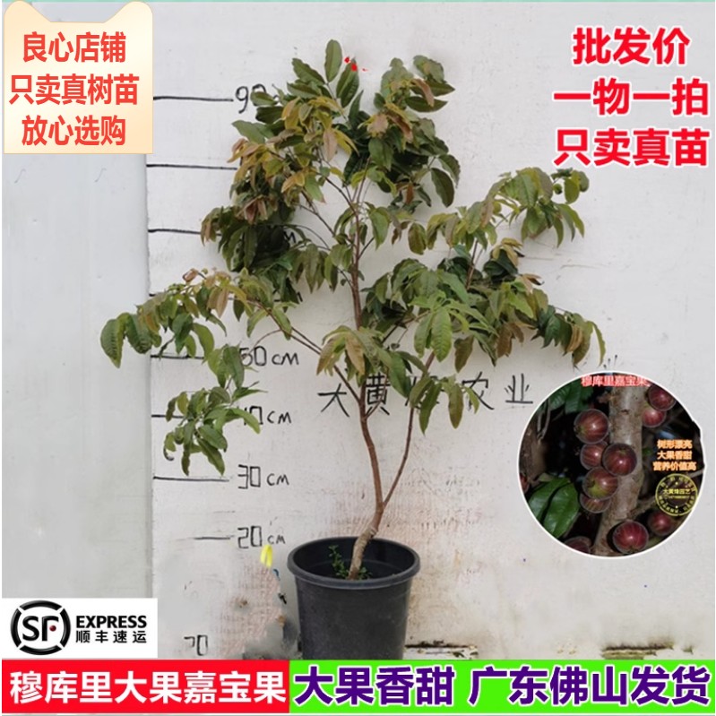 新品台湾库里嘉宝果比瑞大