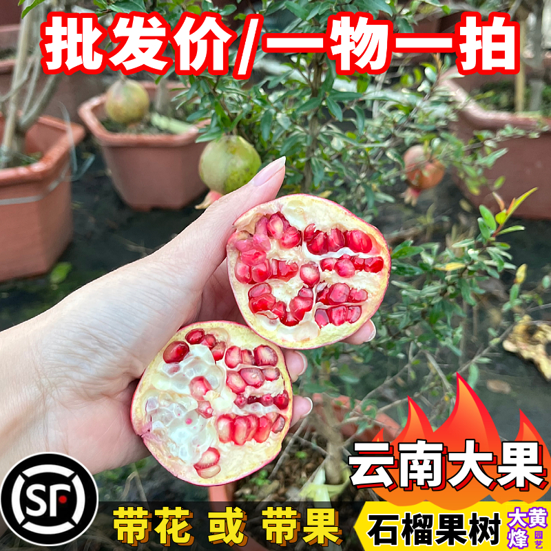 云南大果石榴香甜多汁四季结果