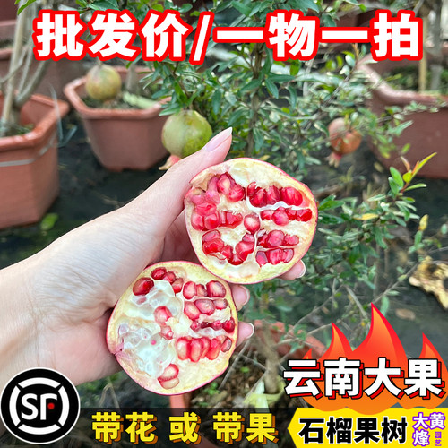 云南大果石榴当年结果盆栽果树苗