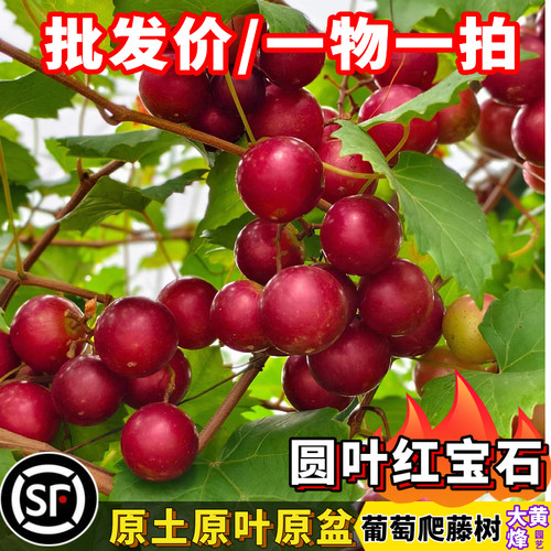 格威尔葡萄苗圆叶红宝石葡萄爬藤
