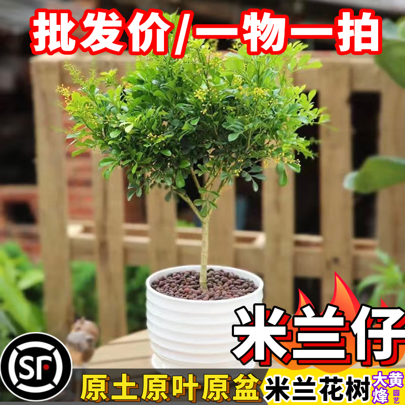 香水米兰花室内带花苞花卉绿植开花时间长阳台庭院盆栽树苗