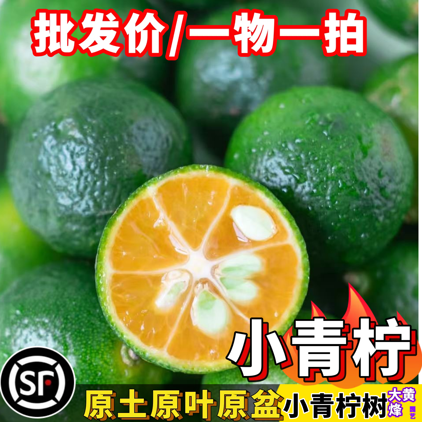 小青柠檬苗正宗海南小青柠嫁接苗当年结果南方盆栽树苗大黄蜂园艺
