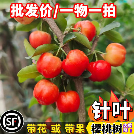 樱桃树苗印度针叶四季樱桃当年结果南方盆栽树大黄蜂园艺一物一拍