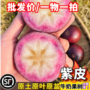 热卖 种越南紫皮牛奶果星苹果嫁接苗南方阳台庭院盆栽地栽树苗 新品