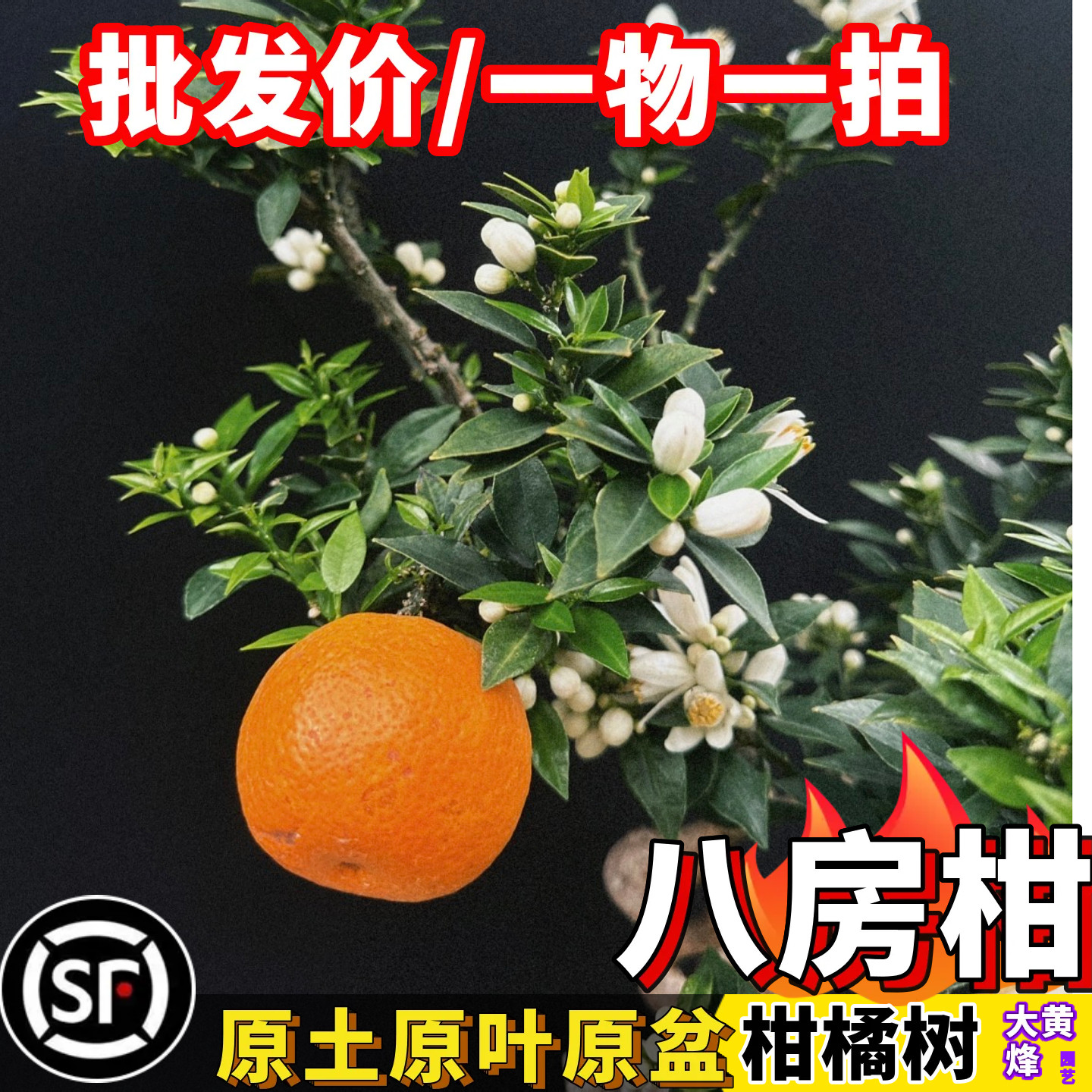 正宗八房柑苗嫁接苗纯甜好吃当年结果南方庭院盆栽树苗大黄蜂园艺
