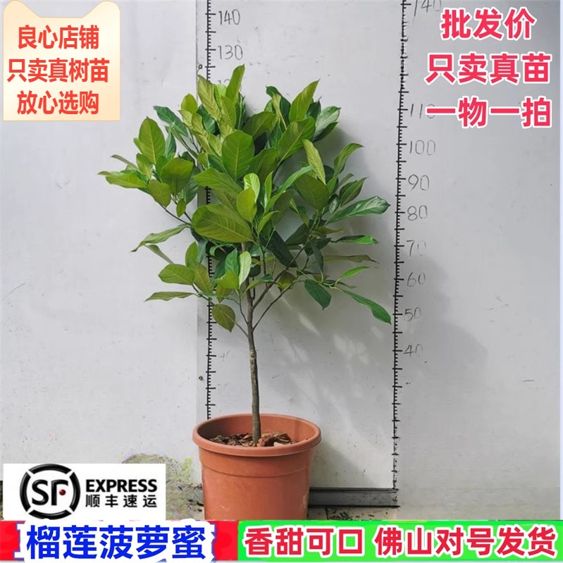 热卖榴莲味菠萝蜜嫁接苗盆栽地栽