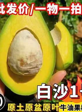 白沙1号牛油果树苗庭院阳台盆栽绿植四季常青好养护优质嫁接苗