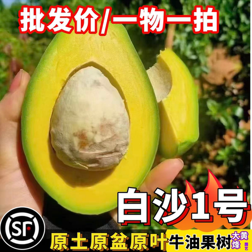 白沙1号牛油果树苗庭院阳台盆栽绿植四季常青好养护优质嫁接苗