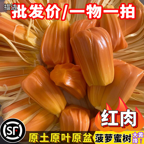 印尼红泰12红肉菠萝蜜黄肉菠萝蜜