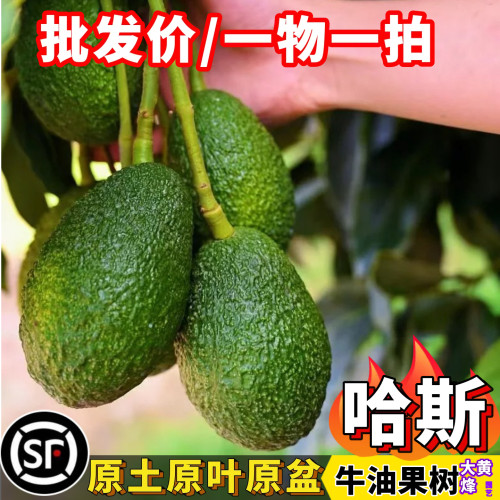 牛油果树苗哈斯牛油果嫁接苗当年结果盆栽树苗大黄蜂园艺一物一拍
