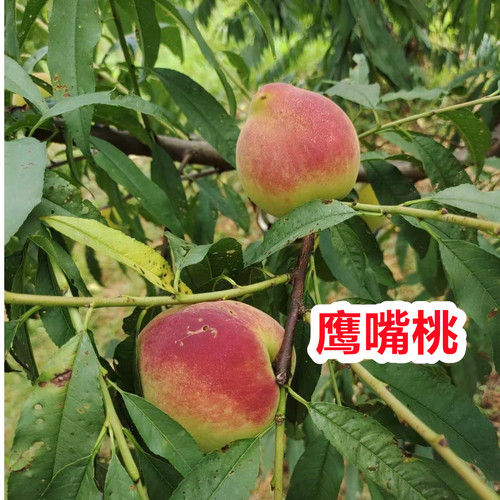 台农二号水蜜桃嫁接苗当年结果树