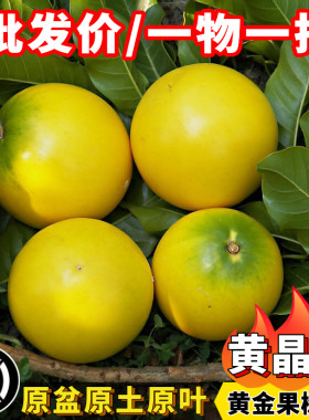 黄晶果树苗浩克黄宝石六号八号四季奶香黄晶果嫁接苗当年结果盆栽
