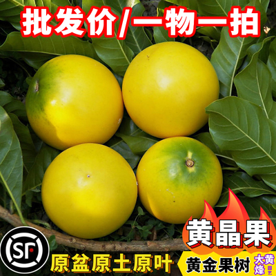 四季奶香黄晶果苗嫁接苗盆栽树苗