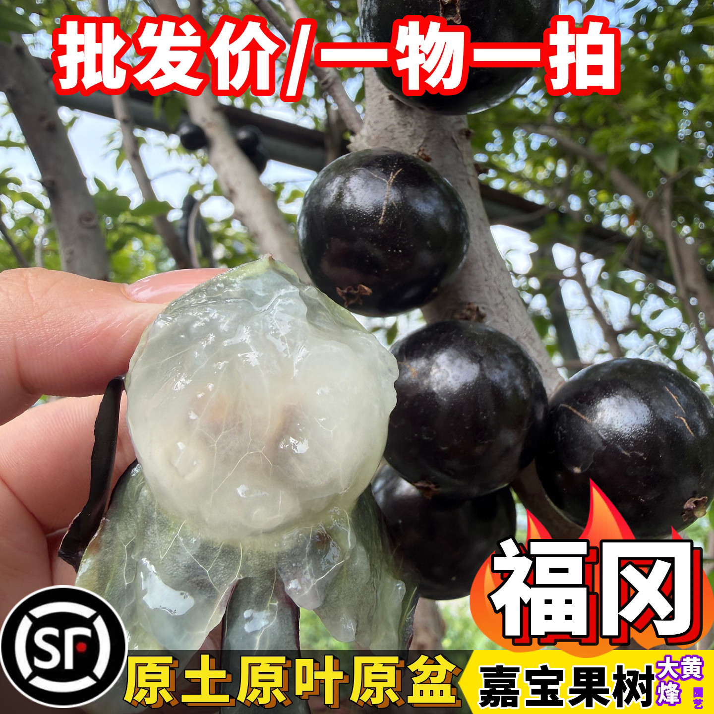 嘉宝果台湾福冈大果嘉宝果树葡萄南方盆栽树苗大黄蜂园艺一物一拍