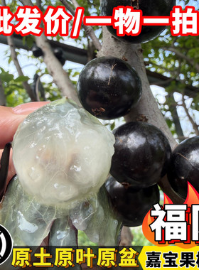 嘉宝果台湾福冈大果嘉宝果树葡萄南方盆栽树苗大黄蜂园艺一物一拍