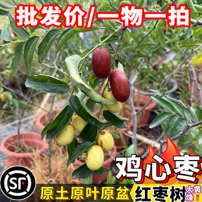 正宗鸡心红枣嫁接苗甜当年结果