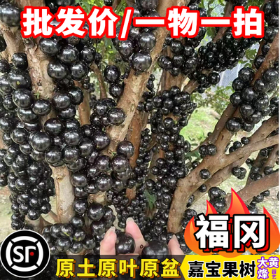 台湾树葡萄福冈大果嘉宝果果树苗