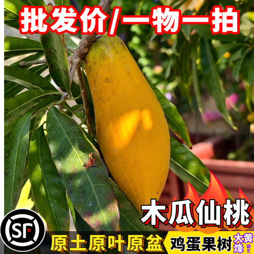 仙桃树苗木瓜大果仙桃鸡蛋果嫁接苗当年结果南方盆栽果树一物一拍