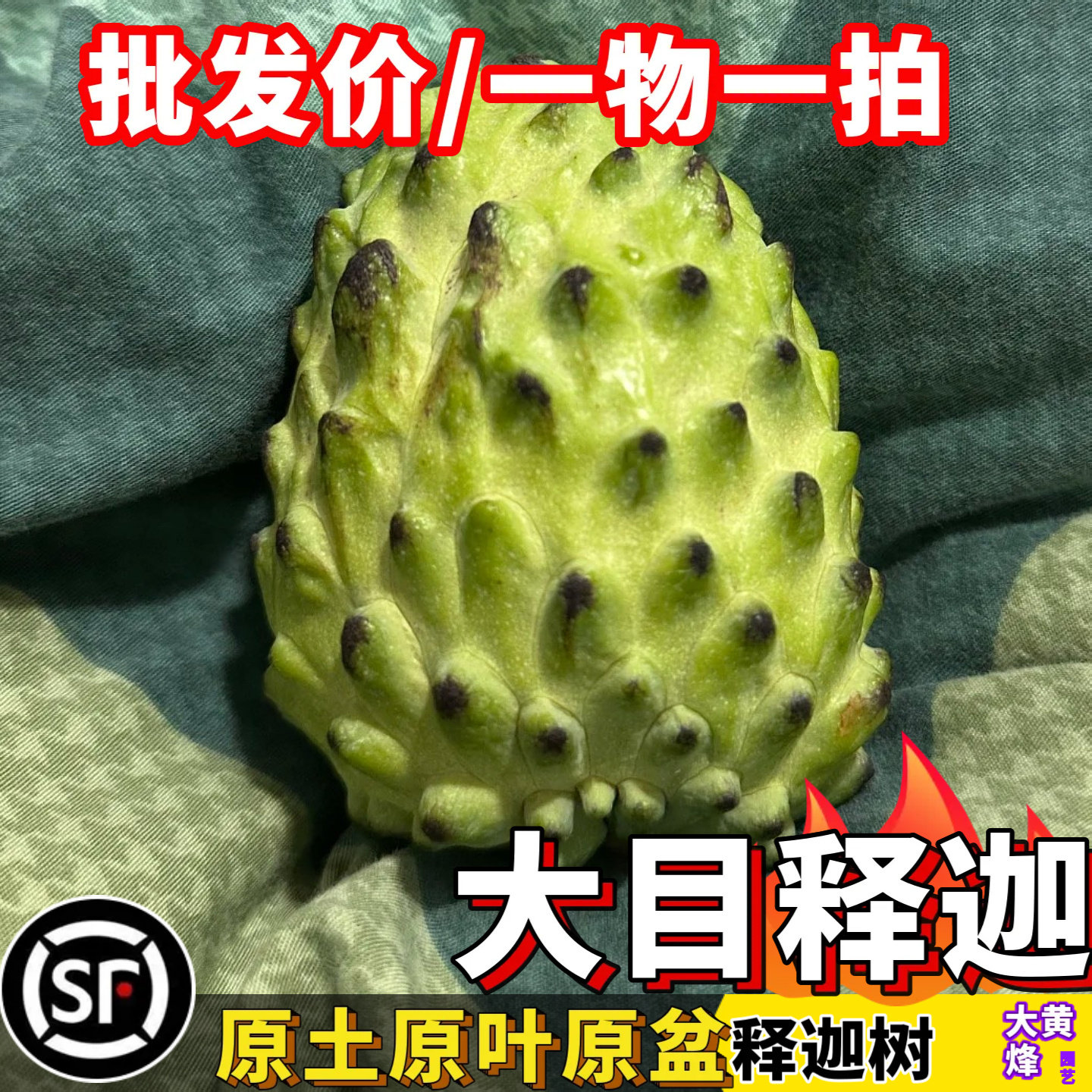 大目释迦苗嫁接南方阳台盆栽