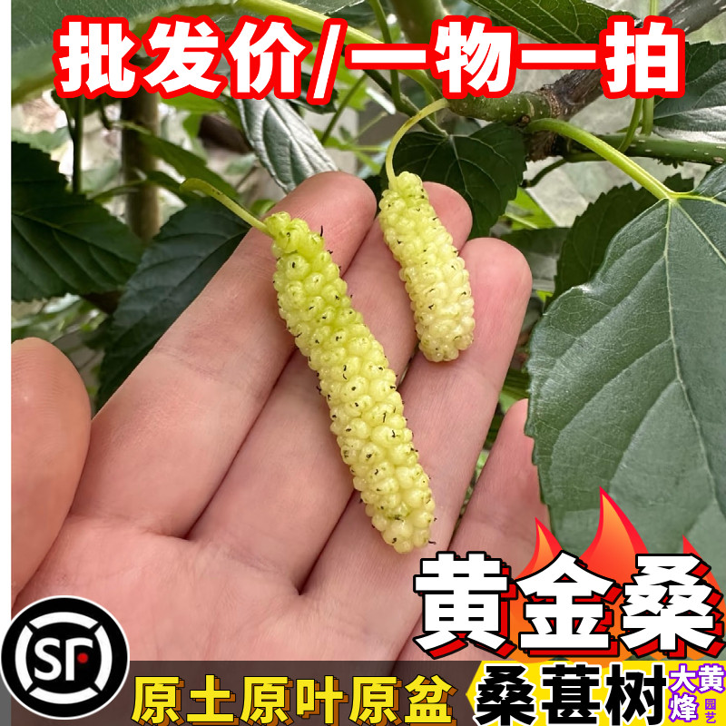 桑果树苗黄金桑果香甜多汁当年结果南方盆栽树大黄蜂园艺一物一拍