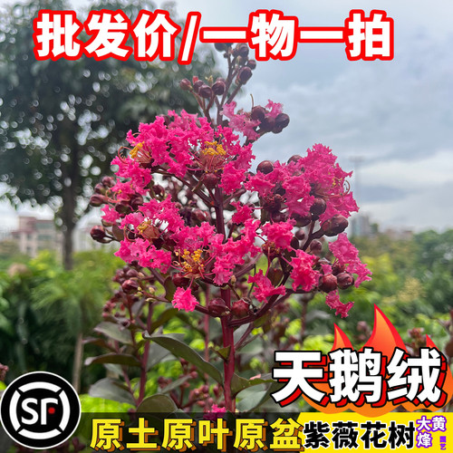 天鹅绒紫薇树观赏花卉植物树苗