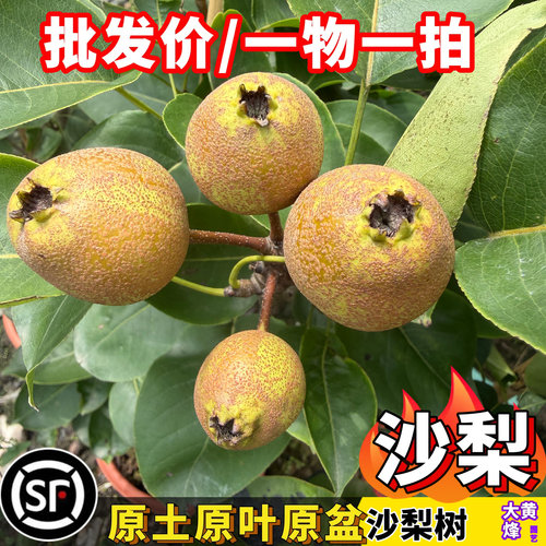 热卖新品沙梨树苗嫁接沙梨梨苗南北方种植原土原叶原盆顺丰发货