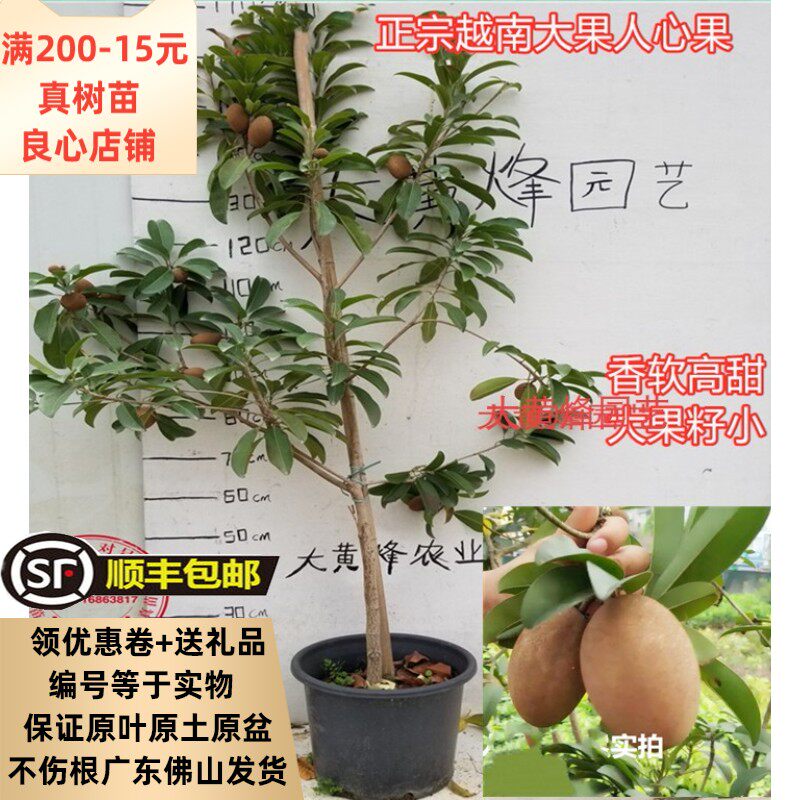 皇家齿林韩国进口人参花漱口水除口臭清新口气洁齿美白500ml 掌上明猪