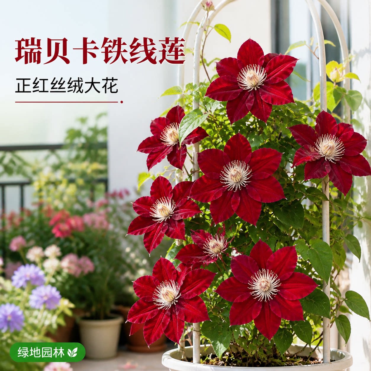 铁线莲，2加仑，123个品种列表，爬藤庭院花墙对版花苗