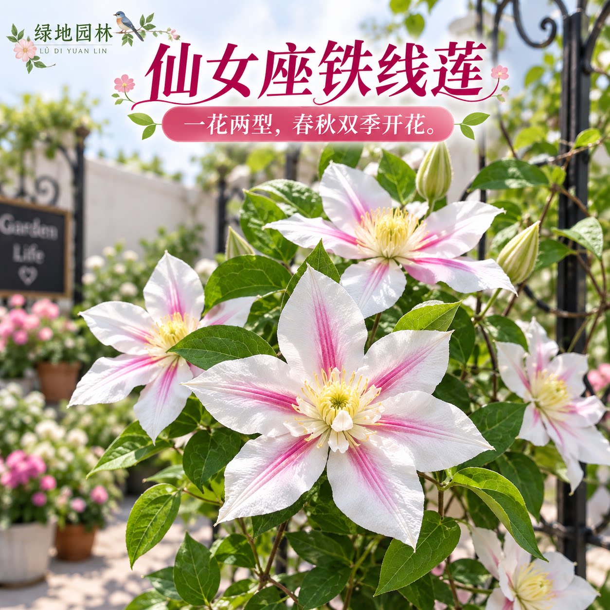 铁线莲大花大中苗庭院爬藤阳台123个品种2加仑藤本皇后