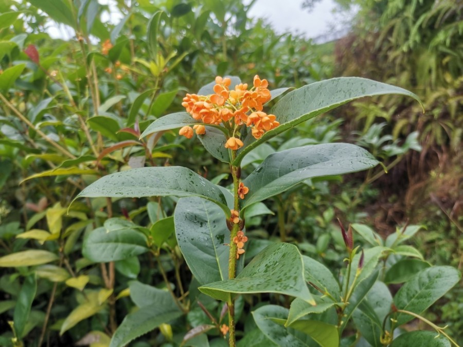 红花天香台阁四季桂花树苗新品桂花盆栽地栽丹桂庭院盆栽花卉绿植