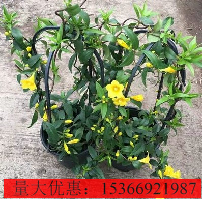 法国香水藤本花苗爬藤藤蔓苗浓香