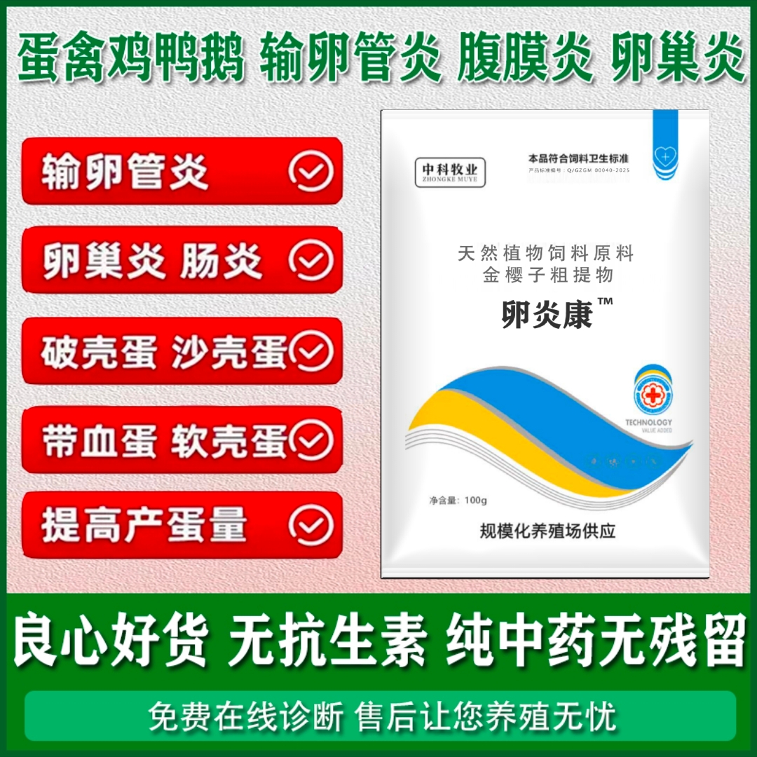 蛋禽消炎蛋鸭蛋鸡腹膜炎输卵管炎