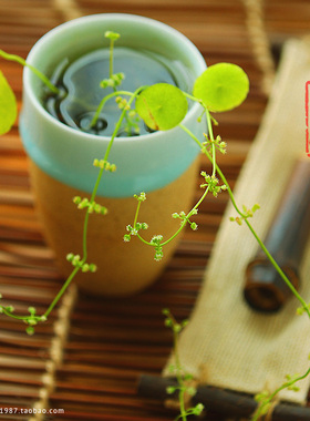 陶瓷景德镇青釉植物容器水培瓶