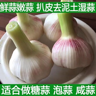 2026年新鲜大蒜头现货鲜蒜湿蒜腌糖蒜山东紫白皮新嫩蒜生鲜蒜青蒜