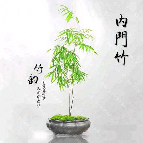 内门竹高档名贵竹苗竹子盆栽庭院室内茶桌盆景米竹观音竹红观音竹