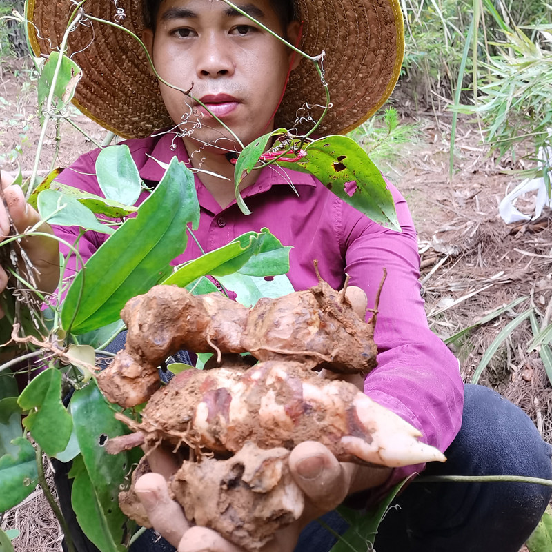 广西野生土茯苓500g中药材 靓汤煲汤料干粉片块 药食同源硬饭头