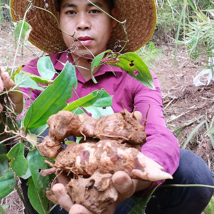 广西野生土茯苓500g中药材 靓汤煲汤料干粉片块 药食同源硬饭头
