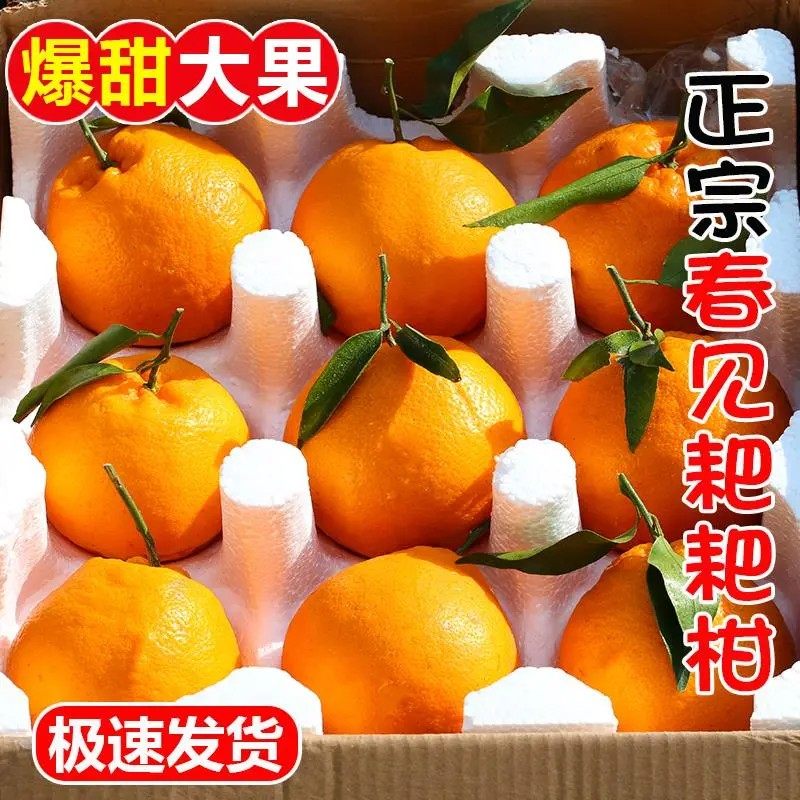 正宗四川春见粑粑柑粑粑柑特产当季新鲜水果橘子丑柑桔子整箱包邮,水产肉类/新鲜蔬果/熟食,桔子,淘宝优惠券,粉丝福利购,淘宝优惠卷