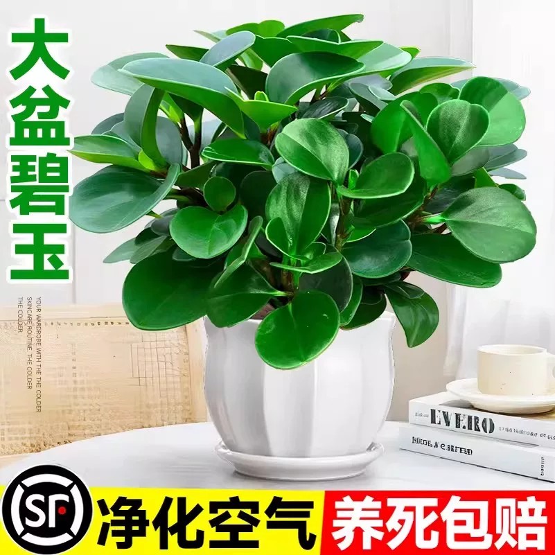 大盆碧玉盆栽豆瓣绿多肉植物室内桌面绿植净化空气四季常青好养活