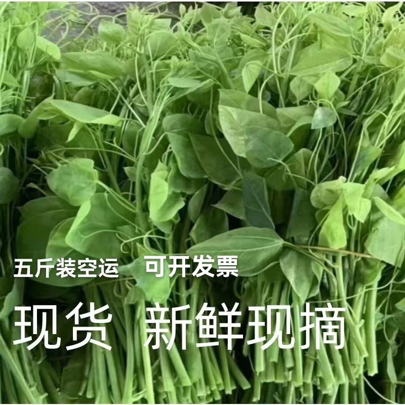 新鲜现摘辣木苗赤苍藤菇娘菜特菜