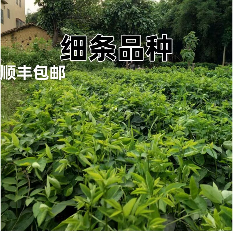 包邮树仔菜新鲜蔬菜青菜天绿潮州