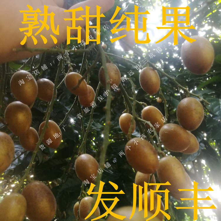 ÐÂÏÊ»ÆÆ¤ ¼¦ÐĻƵ¯×ÓÔи¾Ë®¹û ¼¦ÐÄ»ÆÆ¤¹ã¶«ÌØÉ«Ë®¹û ÐÂÏÊË®¹û3½ï